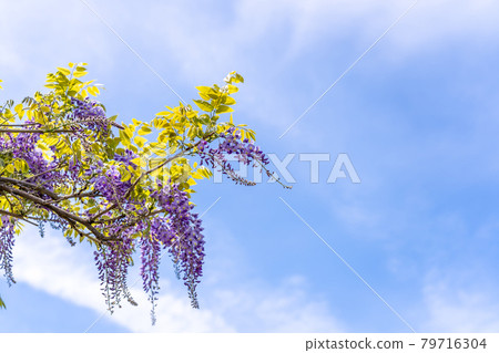 Purple wisteria and blue sky 79716304