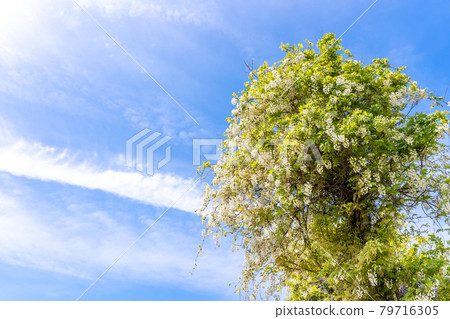 White wisteria and blue sky 79716305