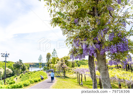 People strolling while admiring the wisteria flowers at Kazahaya Village in Tsu City, Mie Prefecture People strolling while admiring the wisteria flowers at Kazahaya Village in Tsu City, Mie Prefecture 79716306