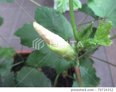 The okra flowers, which only bloom for one day, have closed. 79716352