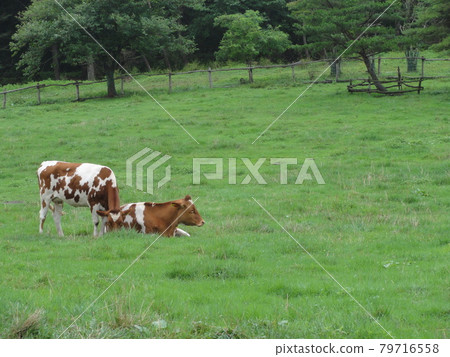 兩隻牛在農場放鬆 兩隻牛在農場放鬆 79716558