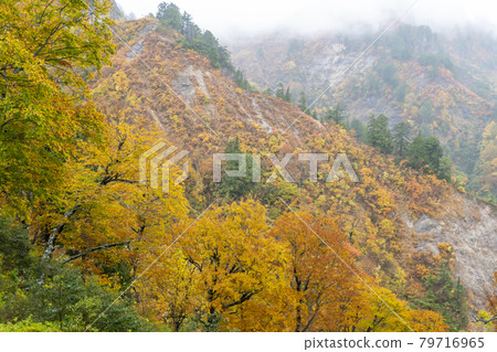 白山秋葉 79716965