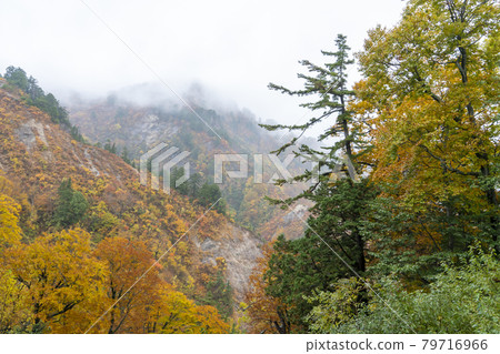 白山秋葉 79716966