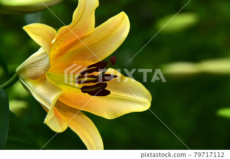 Lily of flowers 79717112