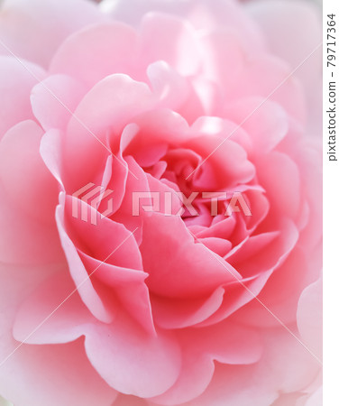 Beautiful pink roses Bonica. Perfect for background of greeting cards for birthday, Valentine's Day and Mother's Day 79717364