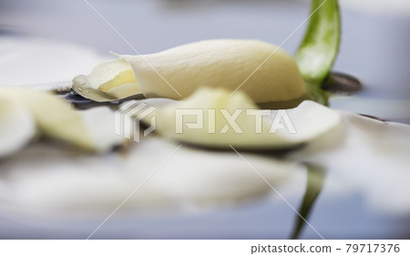 White rose petals on blue water. For a water festival or spa 79717376