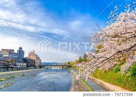 Kyoto Spring Cherry blossoms in full bloom Kamogawa River 79717386