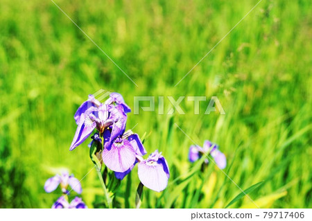 Wildflowers: Iris amaranth flower Wildflowers: Iris amaranth flower 79717406