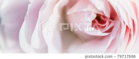 Soft focus, abstract floral background, pink rose flower. Macro flowers backdrop for holiday design Soft focus, abstract floral background, pink rose flower. Macro flowers backdrop for holiday design 79717686