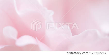 Soft focus, abstract floral background, pink rose flower petals. Macro flowers backdrop for holiday brand design Soft focus, abstract floral background, pink rose flower petals. Macro flowers backdrop for holiday brand design 79717767