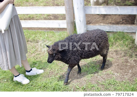 Black sheep on the ranch Black sheep on the ranch 79717824