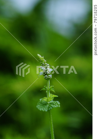 薄荷花 薄荷花 79718205