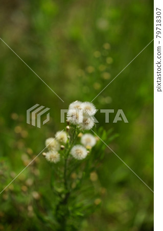 Wild chrysanthemum of the barren land Wild chrysanthemum of the barren land 79718307