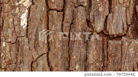 Bark texture background pattern crack old brown Bark texture background pattern crack old brown 79719448