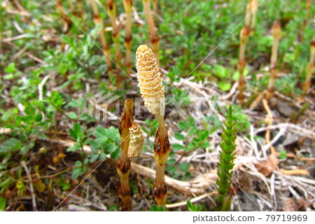Spring horsetails comparing heights Spring horsetails comparing heights 79719969