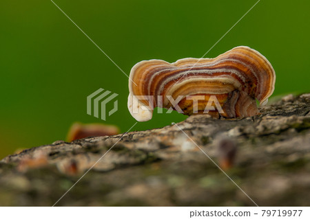 Turkey Tail Mushroom growing on dead hardwood stump Turkey Tail Mushroom growing on dead hardwood stump 79719977