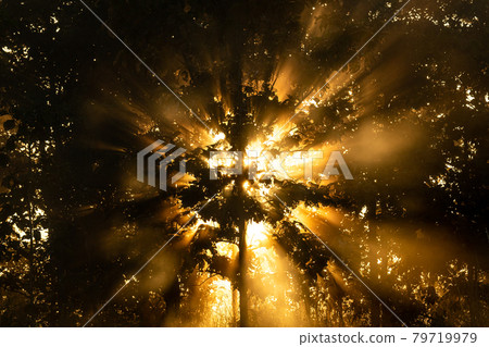 Silhouette of trees when morning sunlight shine through with some mist in foreground Silhouette of trees when morning sunlight shine through with some mist in foreground 79719979