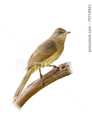 Streak-eared Bulbul perching on a perch isolated on white background Streak-eared Bulbul perching on a perch isolated on white background 79719981