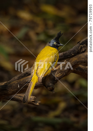 Black-crested Bulbul perching on a perch  looking into a distance 79719993