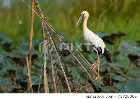 Asian Openbill Stork perching on a fishing net frame looking into a distance 79720069