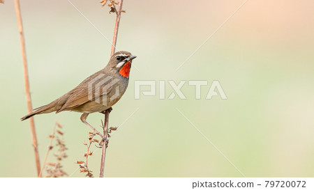Siberian Rubythroat perching on dried grass stem looking into a distance 79720072