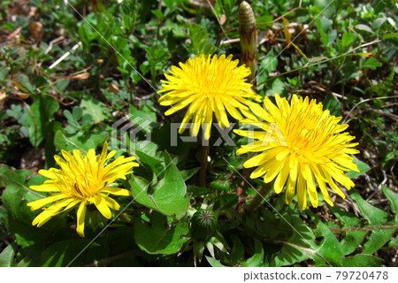 Cute dandelion in spring Cute dandelion in spring 79720478