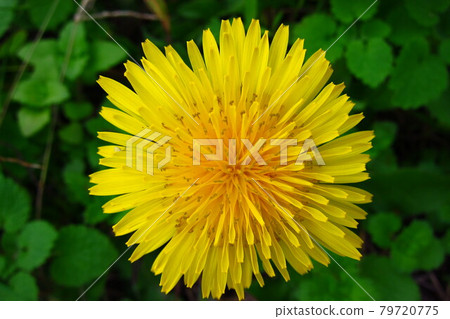 Dandelion blooming in autumn Dandelion blooming in autumn 79720775