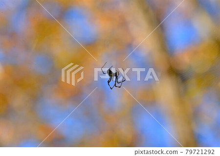 Spider in a spider web overhead Spider in a spider web overhead 79721292
