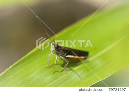 Close-up of a grasshopper on a leaf Close-up of a grasshopper on a leaf 79721297