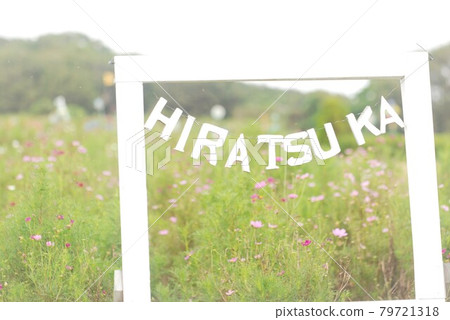 Cosmos flower field Cosmos flower field 79721318