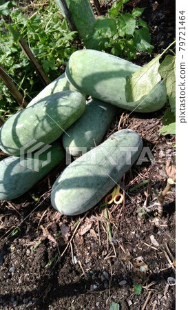 Harvested winter melon 79721464