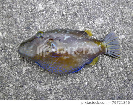 The poisonous pufferfish, Kitamakura. 79721846