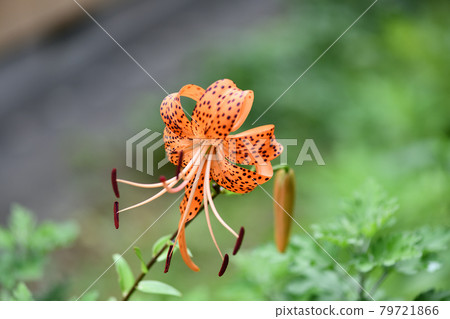 Onimuri（惡魔） 79721866