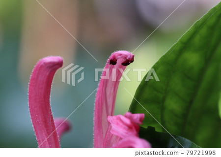 Sango bana Sango bana 79721998