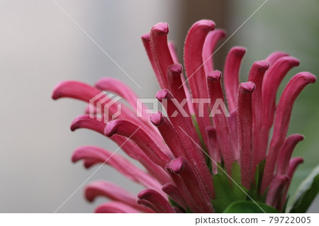 Sango bana Sango bana 79722005