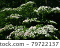 Dogwoods in Toyohira Park 79722137