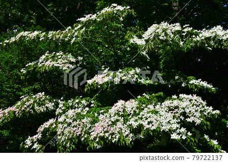 Dogwoods in Toyohira Park Dogwoods in Toyohira Park 79722137