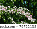 Dogwoods in Toyohira Park 79722138