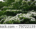 Dogwoods in Toyohira Park 79722139