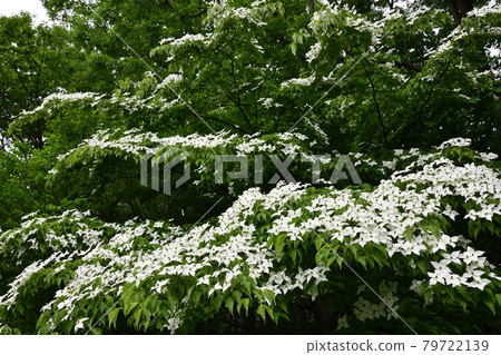 豐平公園的山燈 豐平公園的山燈 79722139