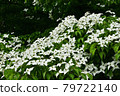 Dogwoods in Toyohira Park 79722140