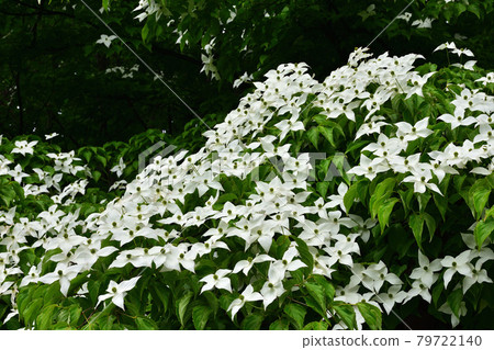 Dogwoods in Toyohira Park Dogwoods in Toyohira Park 79722140