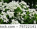 Dogwoods in Toyohira Park 79722141