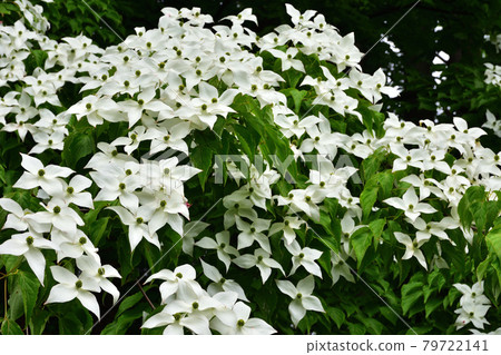 Dogwoods in Toyohira Park Dogwoods in Toyohira Park 79722141