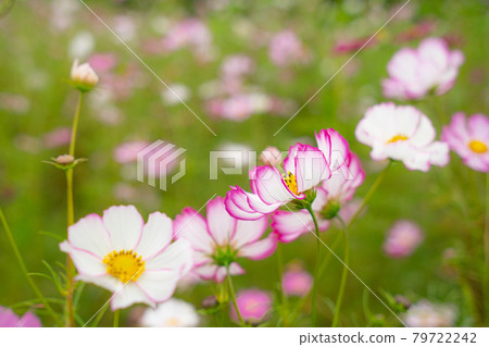 秋天的櫻花盛開 秋天的櫻花盛開 79722242