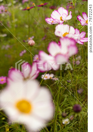 Autumn cherry blossoms in full bloom 79722243