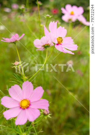 秋天的櫻花盛開 秋天的櫻花盛開 79722244