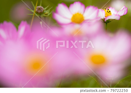 秋天的櫻花盛開 79722250