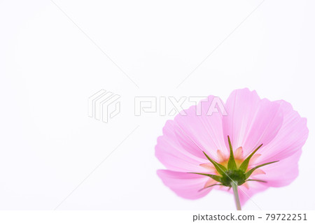 白色的天空與一朵秋櫻花 79722251