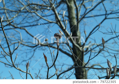 藍天和花園裡的山茱萸 79722305